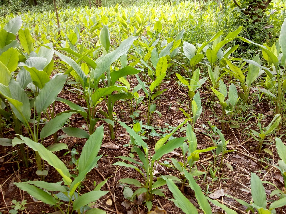 My Experiments With Farming Turmeric planting