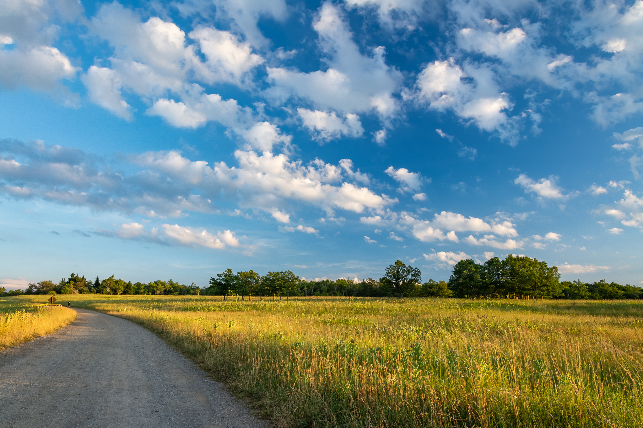 A Tree Falling Shenandoah National Park Big Meadows Sunset