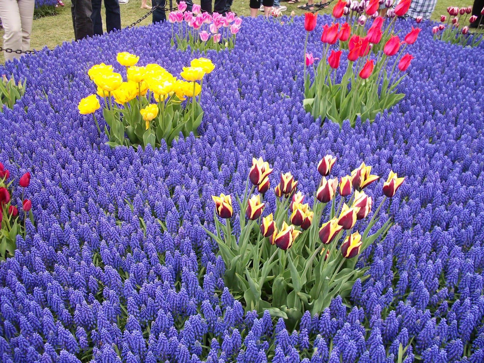 Writing Straight from the Heart Muscari