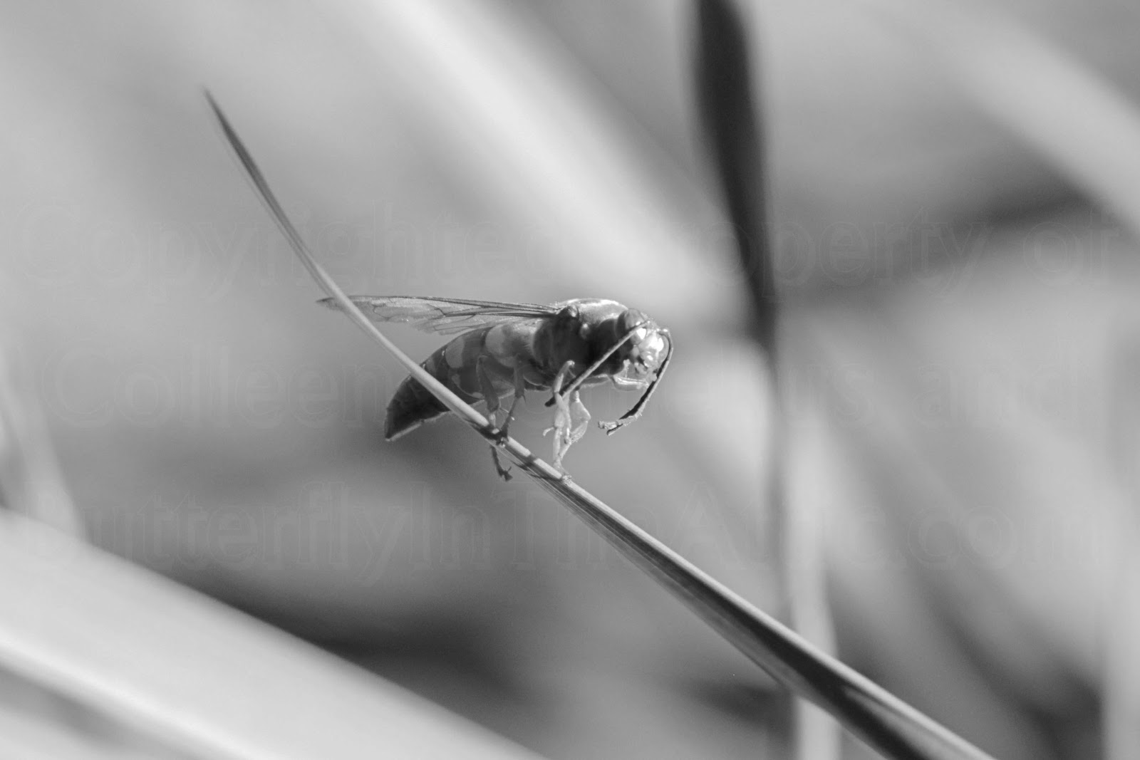 Photography by Colleen - Closeup - ButterflyInTheAttic