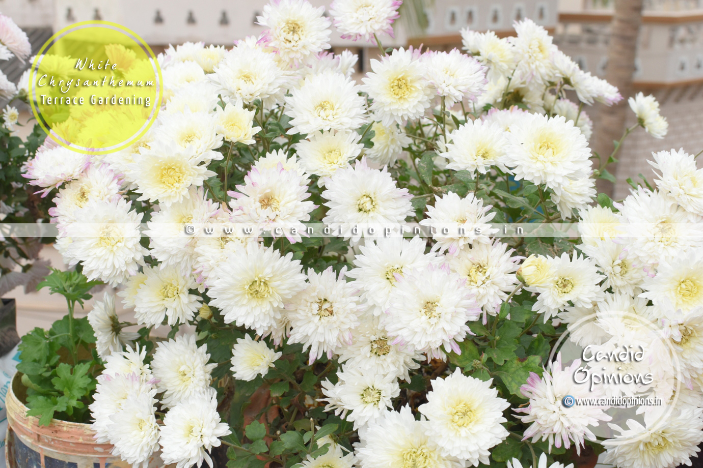 Photo Story 31 White Chrysanthemums Candid Opinions