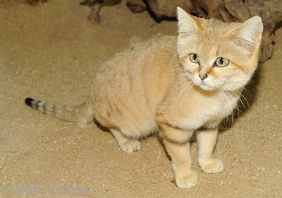 Арабските пустинни котки Cat4