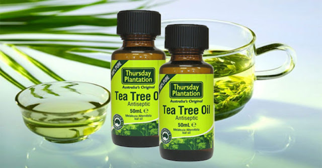 Tác dụng của tea tree oil