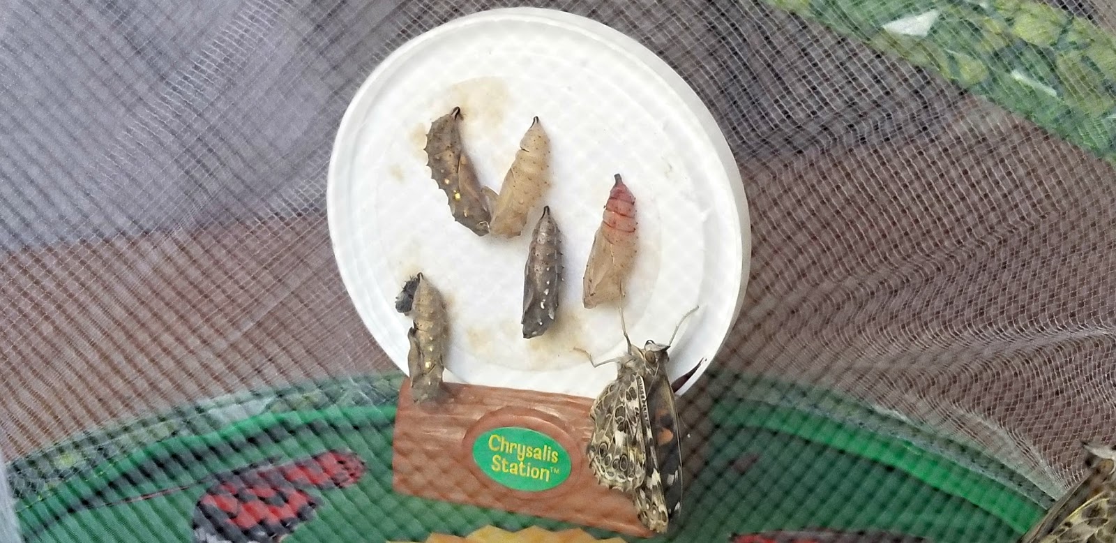 A GEEK DADDY INSECT LORE LIVE BUTTERFLY KITS