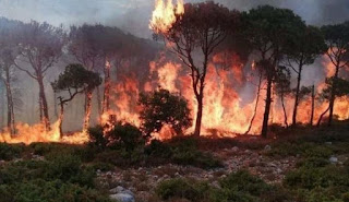 Wildfires destroys what remained from Lebanese forests !