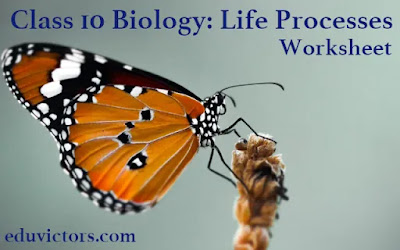 Class 10 Biology: Life Processes (Worksheet) (#class10Biology)(#cbse2021)(#eduvictors)