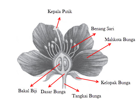 bagian bagian bunga