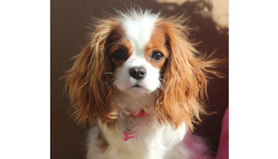 Toy Spaniel Cavalier information