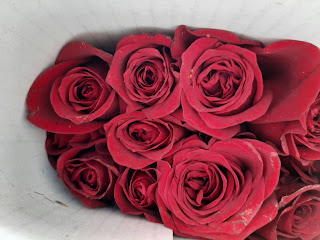 rose image