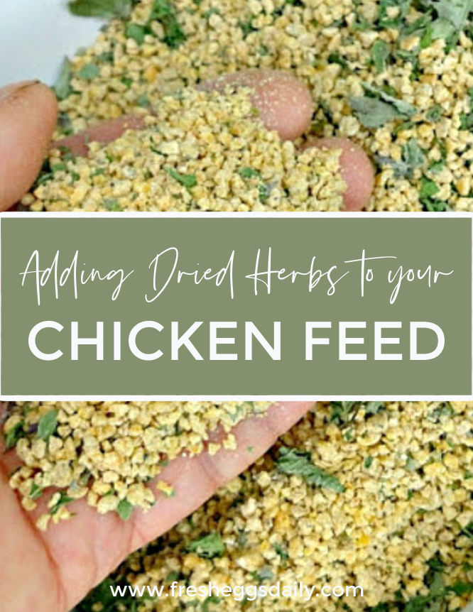 Adding Dried Herbs to your Chicken Feed Fresh Eggs Daily® with Lisa