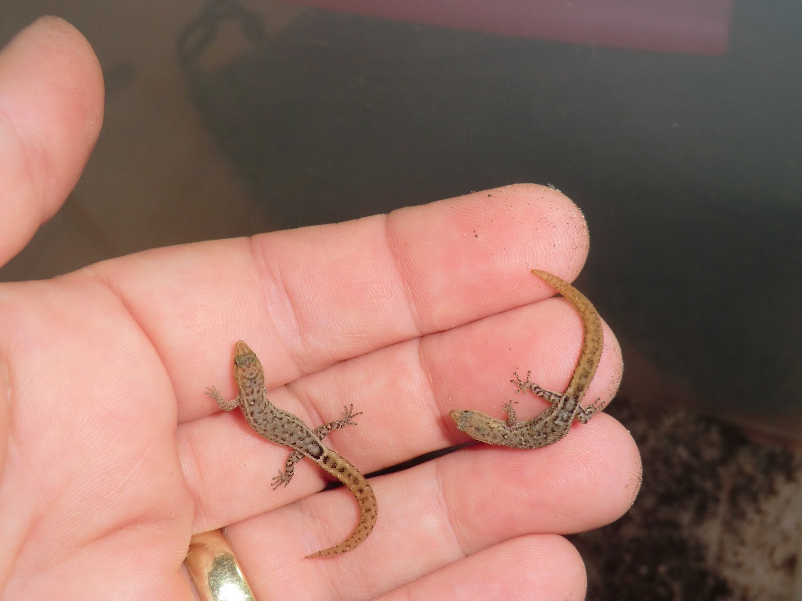 Gedanken Krimskrams Sphaerodactylus nicholsi