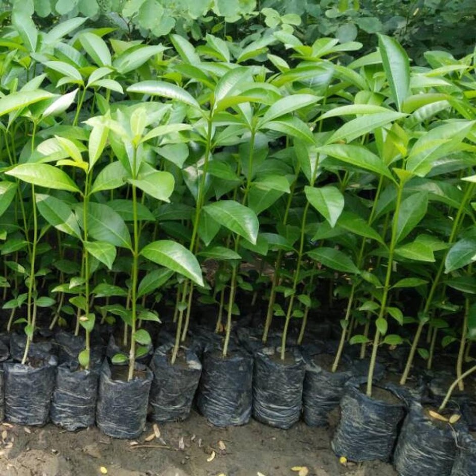 Bibit Tanaman Pohon Pule Murah Berkualitas Bangka Belitung