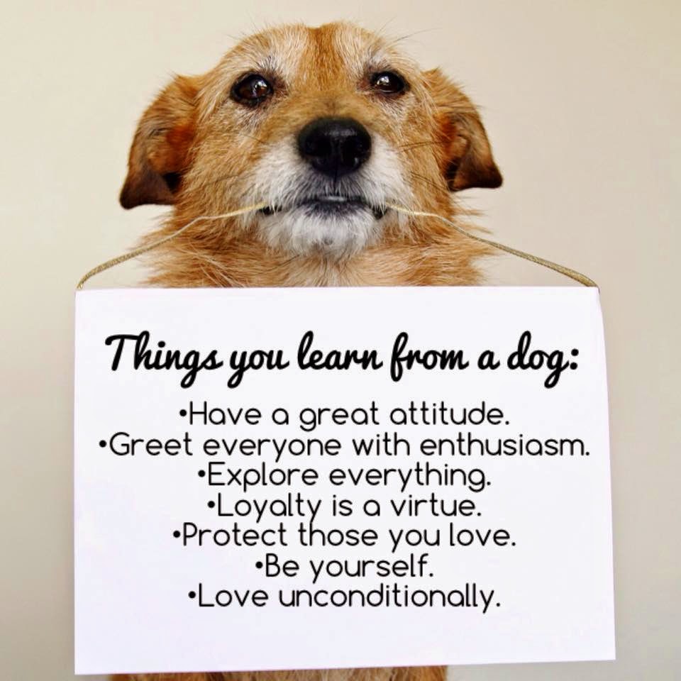 Things You Learn From a Dog Quotes
