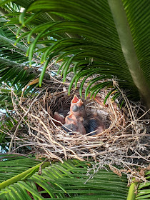 Nest of Baby Cardinals by Heidi Staples of Fabric Mutt