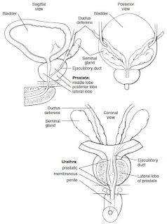 prostate gland anatomy