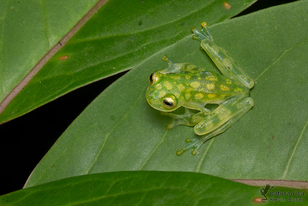 nature photography + herping Tiny transparent treasure Glass Frog