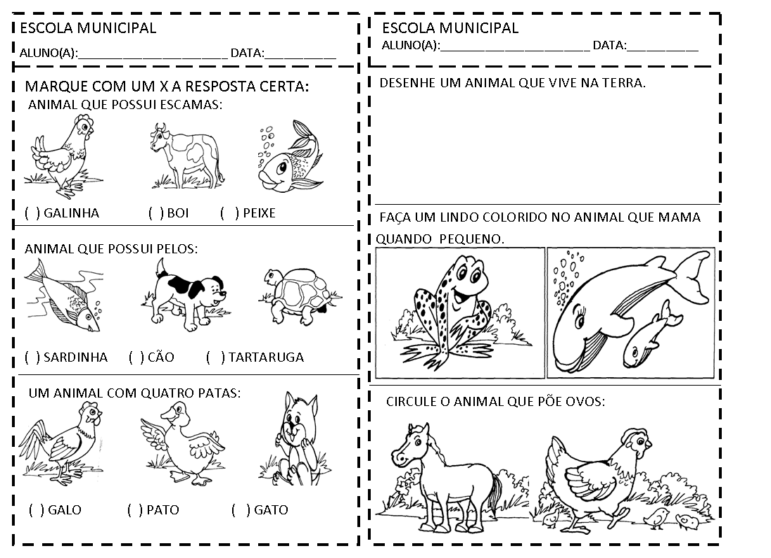 Atividade Sobre A Cobertura Do Corpo Dos Animais