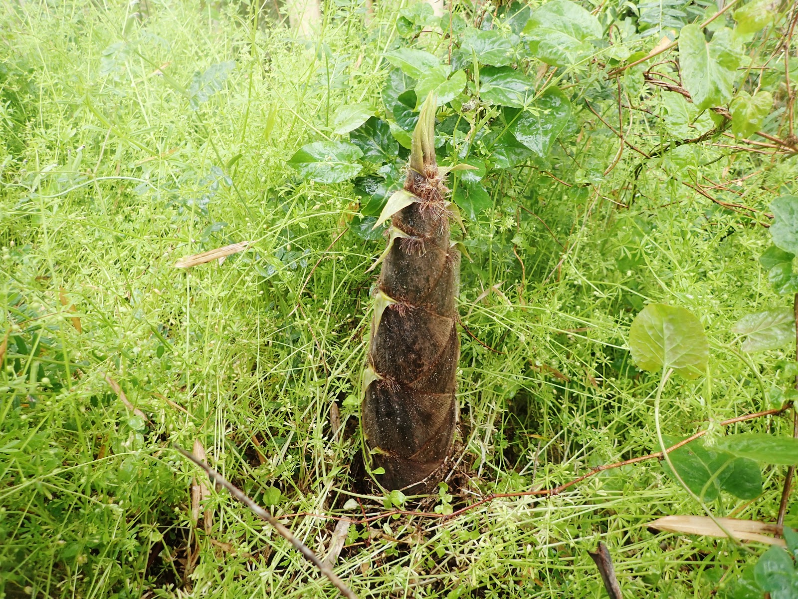 タケノコの季節 鳥たちもタケノコが好物らしい 珍妙雑記帖