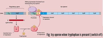 Operon model, lac operon and tryptophan operon