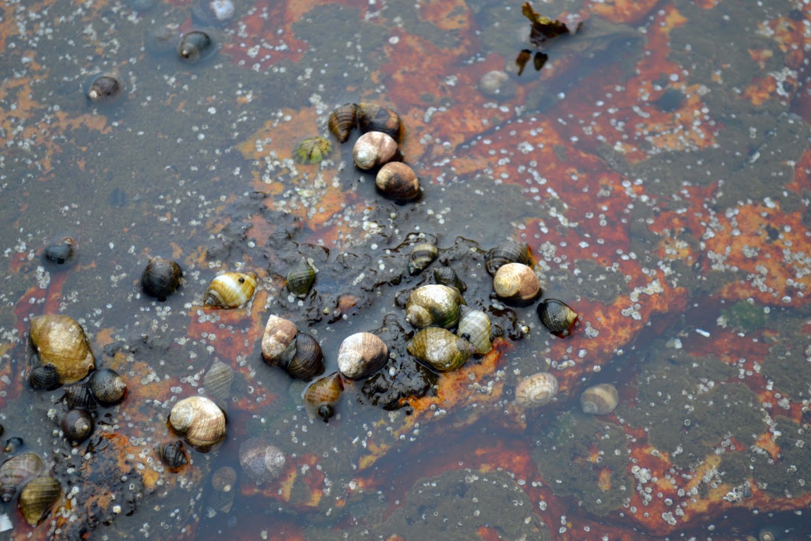 Ly + Alan Acadia Tide Pools Up Close + Personal