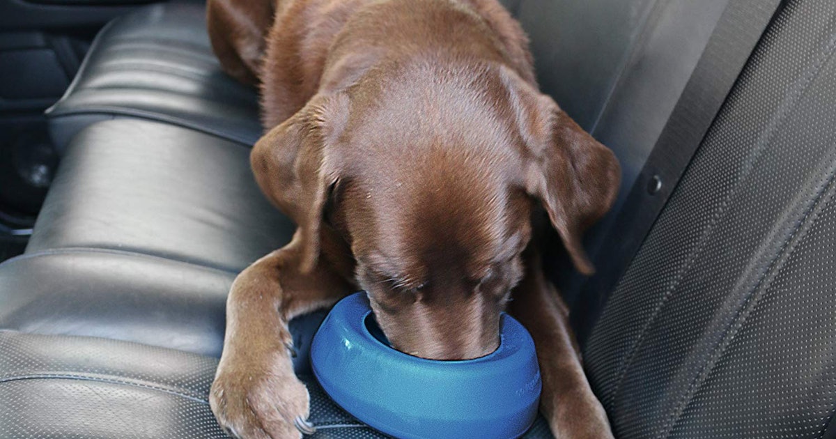 Pet Care WHAT TYPE OF THE DOG BOWLS ARE THE BEST