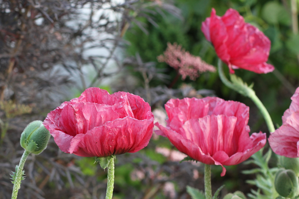 VW Garden: Rosy 'Medallion' Poppy