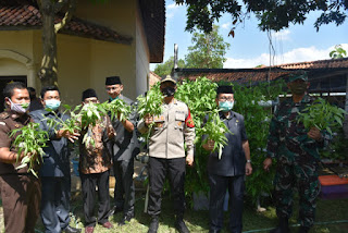 Dalam Rangka Ketahanan Pangan, Polresta Cirebon Gelar Panen Raya Dalam Rangka Ketahanan Pangan, Polresta Cirebon Gelar Panen Raya