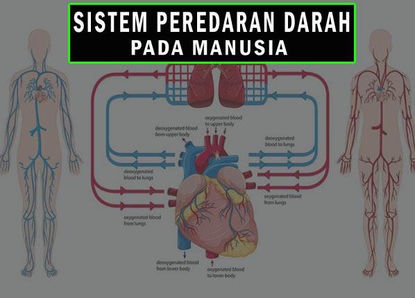 Sistem Peredaran Darah Materi Ipa Tema 4 Kelas 5 Sd Kurikulum 2013 Coretan Guru