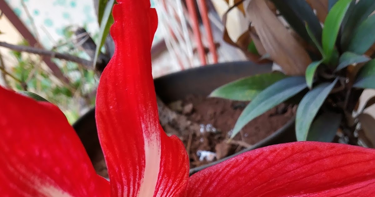 Garden Care Simplified How to save bulb from rotting Transplanting