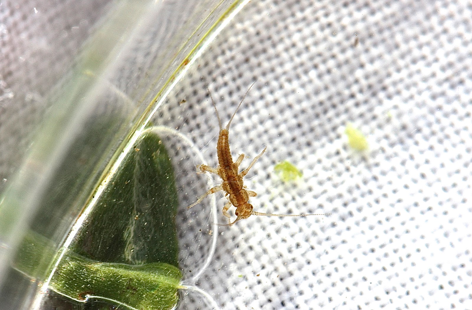 Aquatic Insects of Central Virginia: Photos from the Rapidan River