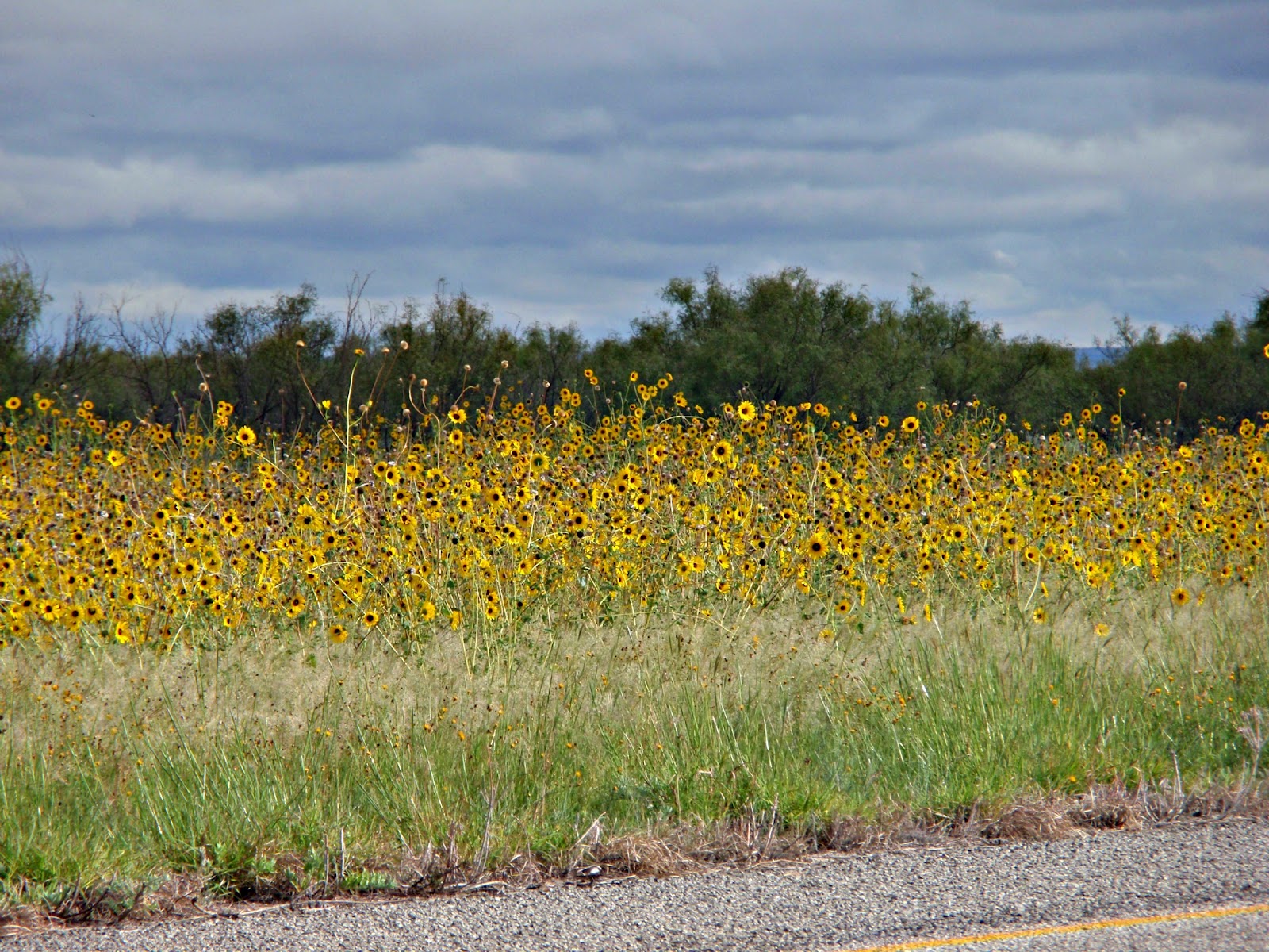 Knitrageous The Rain, The Park, And Other Things
