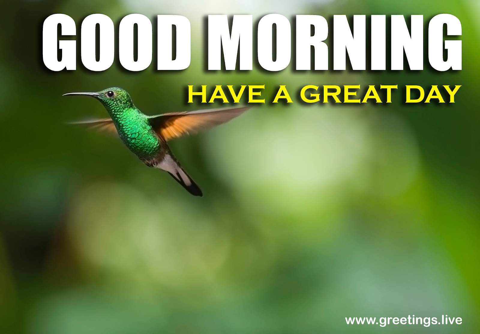 Greetings.Live*Free Daily Greetings Pictures Festival GIF Images ...
