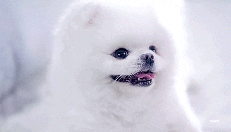 강아지가 너무 귀여워서 계속 보게되는 드라마.jpgif | 인스티즈