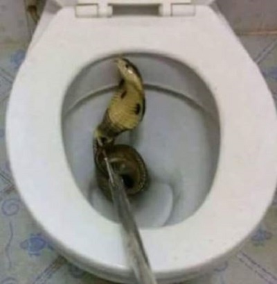 Be Careful! Another Snake Found in a Toilet this Time in Yola...See Shocking Details (Photo)