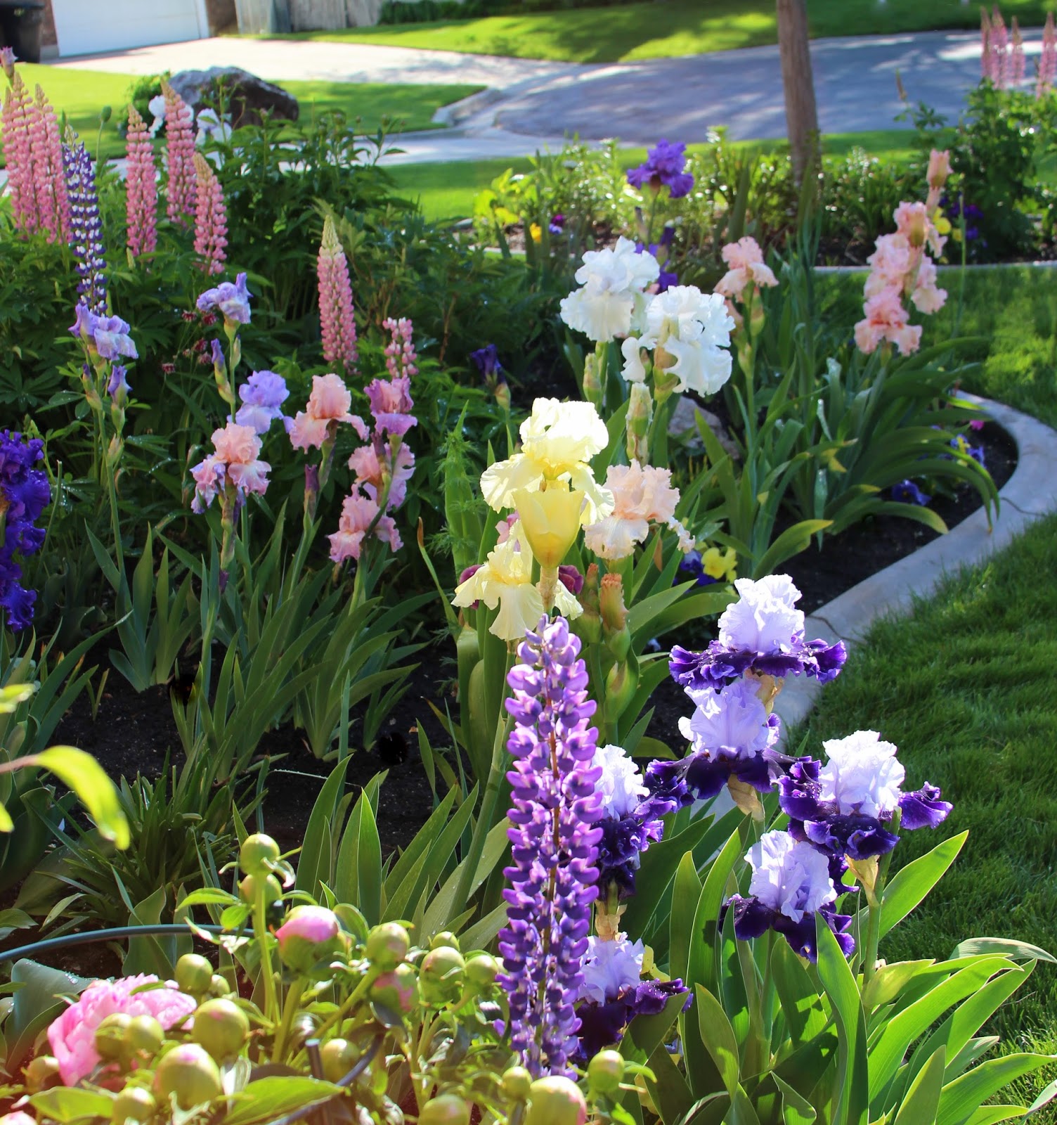 TALL BEARDED IRISES WITH LUPINE AN EASYTOGROW COMPANION PLANT Sowing the Seeds