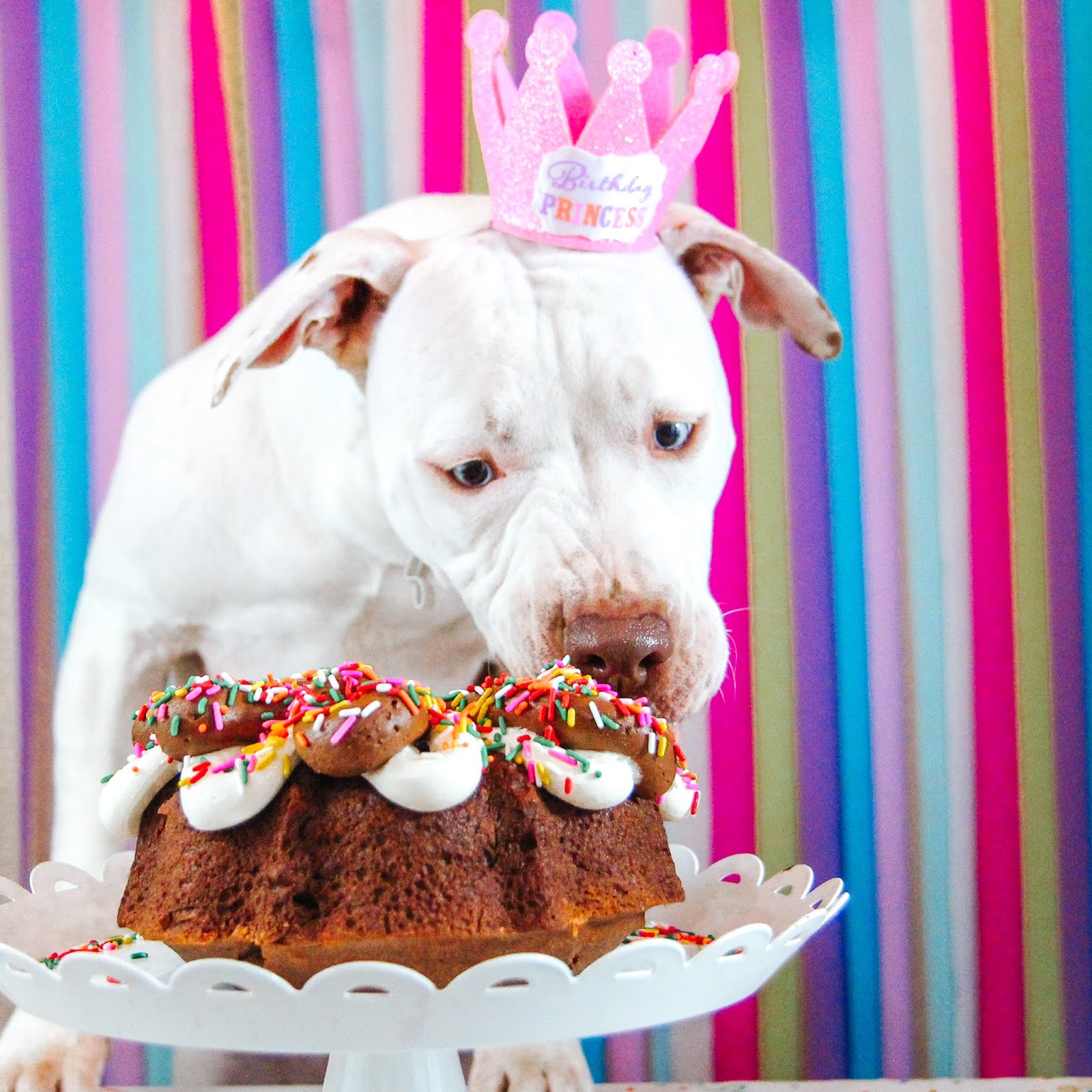 Peanut Butter Dog Birthday Cake Recipe Treat Dreams...are made of this