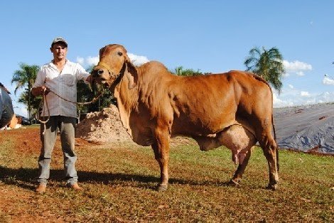 Gir cow save Brazil's economie Gir cow save Brazil's economie