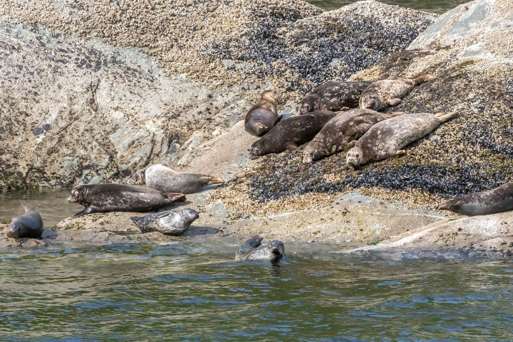 T & L Adventures Harbor Seals in Southeast Alaska