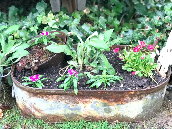 galvanized planter with flowers and a rusty funnel