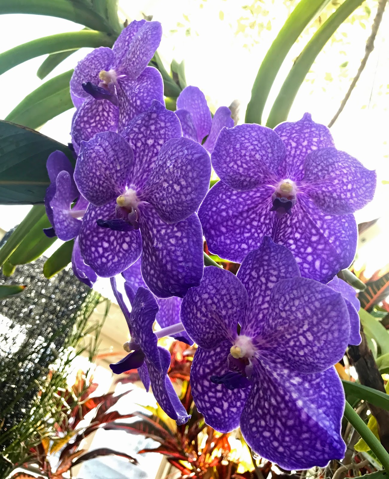 Maria's Orchids Vanda Tristar Blue