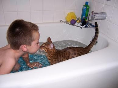 Bengal Cats love water