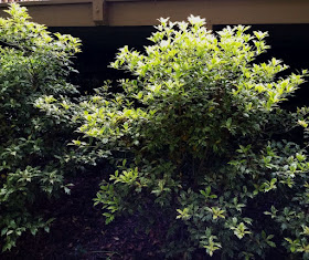 Nursery Visit Xera Plants Spring Edition