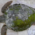 Τρεις χελώνες Καρέτα-Καρέτα  τραυματισμένες στον Αμβρακικό κόλπο