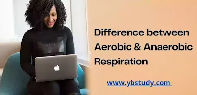 Distinguish between Aerobic and Anaerobic Respiration Difference between Aerobic and Anaerobic Respiration