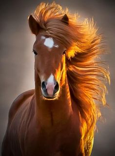 horse images