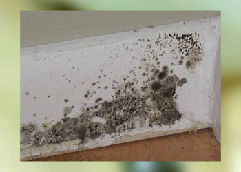 Black Mold Fungus Symptoms, Removal and Lungs