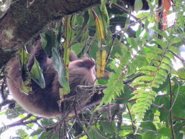 Costa Rica Wildlife: Sloth in Monteverde Cloud Forest