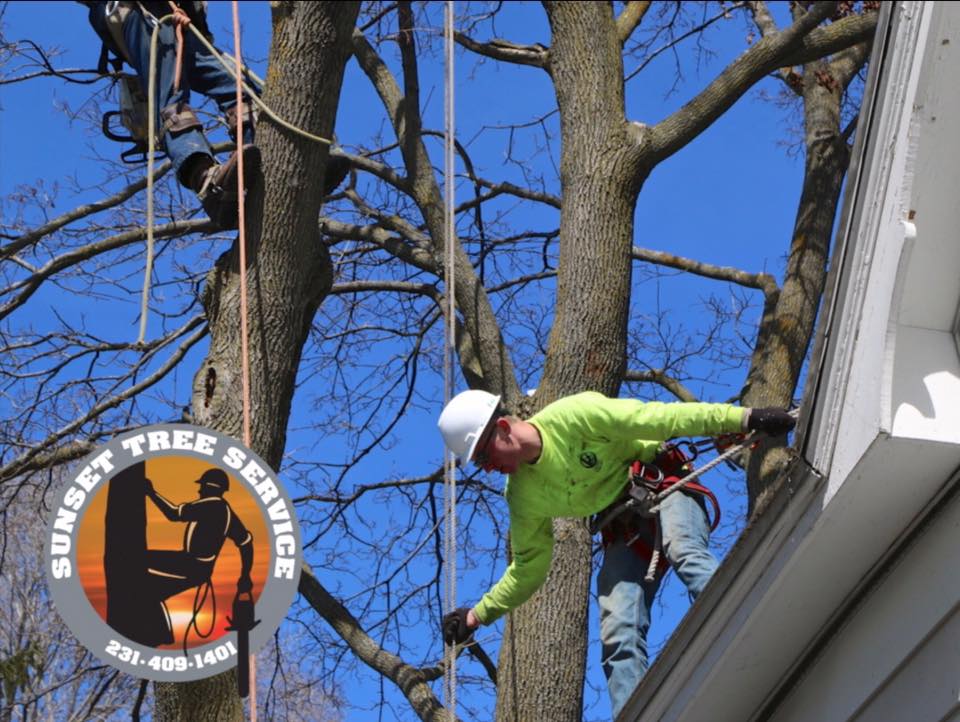 acorn tree service michigan acorn tree service michigan