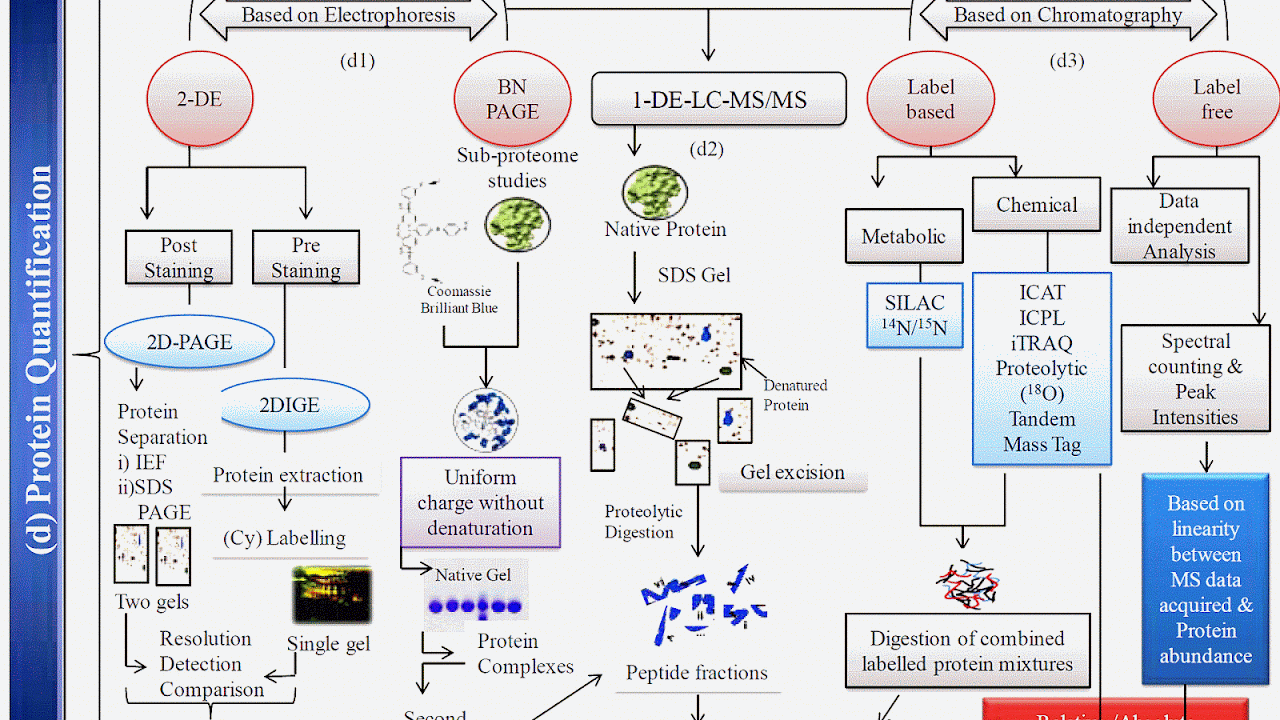 Protein Quantification Methods Protein Choices