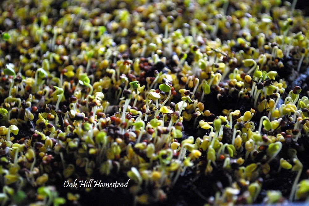 How to Grow Broccoli Sprouts Indoors Oak Hill Homestead